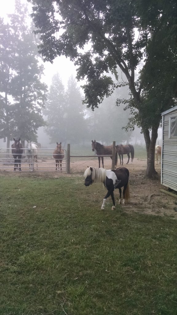 Horses with fog