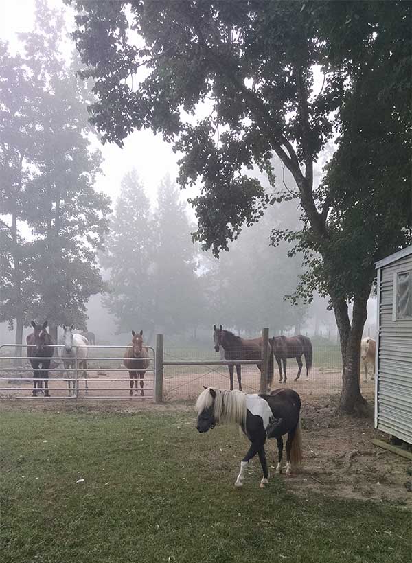 Horses with Fog