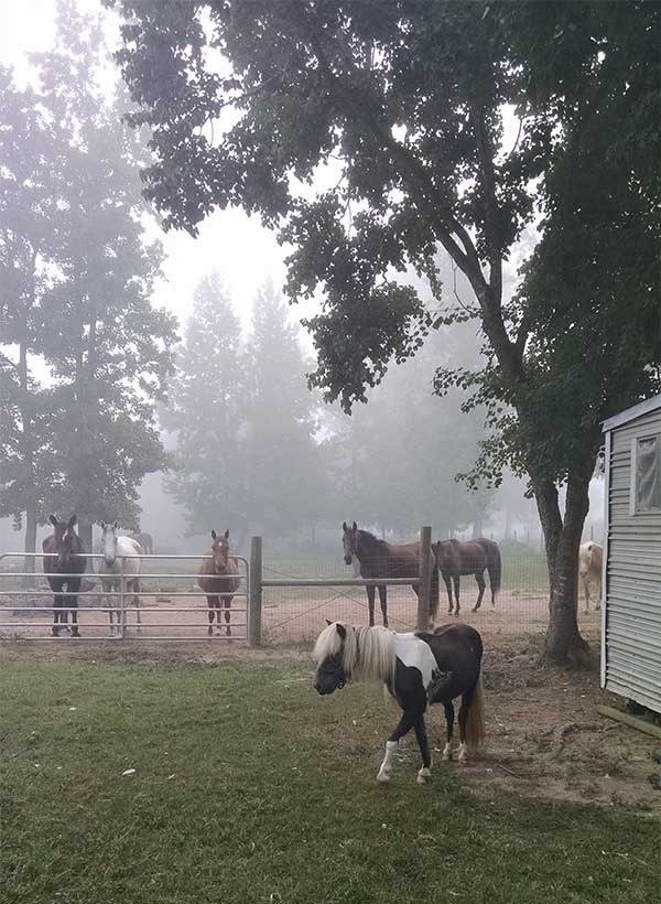Horses with Fog Horses with Fog
