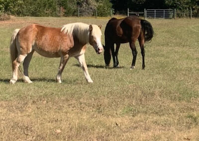 Warrior Horses