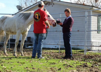 Warrior Horse