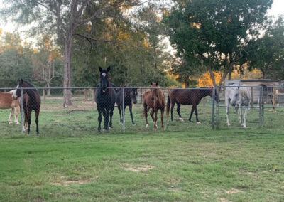 Warrior Horses